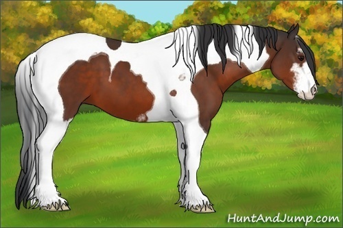 Horse Color:Bay Sabino Tobiano