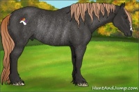 Horse Color:Liver Chestnut Rabicano