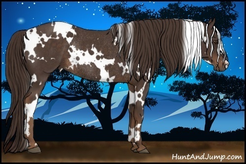 Horse Color:White Spotted Liver Chestnut Rabicano 
