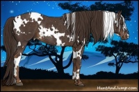 Horse Color:White Spotted Liver Chestnut Rabicano