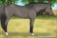 Horse Color:Grullo Brindle