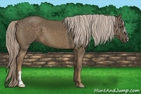 Horse Color:Chocolate Palomino Frame 