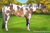 Horse Color:White Spotted Buckskin