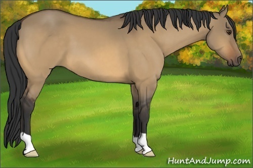 Horse Color:Buckskin Dun 