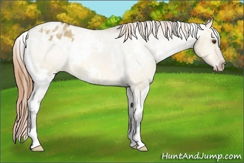 Horse Color:White Spotted Buckskin Dun Appaloosa 