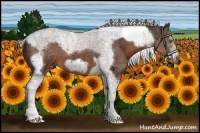 Horse Color:Liver Chestnut Splash Tobiano Frame