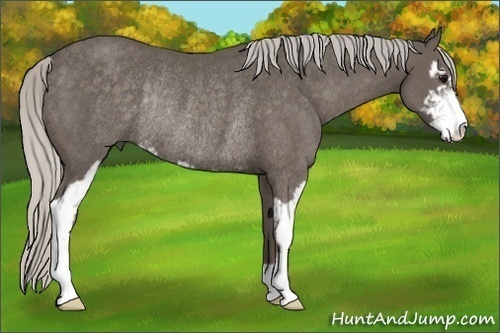 Horse Color:Silver Black Sabino Rabicano