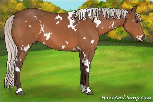 Horse Color:White Spotted Silver Bay 