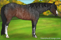 Horse Color:Brown Roan  and Gray Brown Roan 