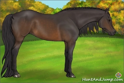 Horse Color:Buckskin Rabicano