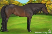 Horse Color:Buckskin Rabicano