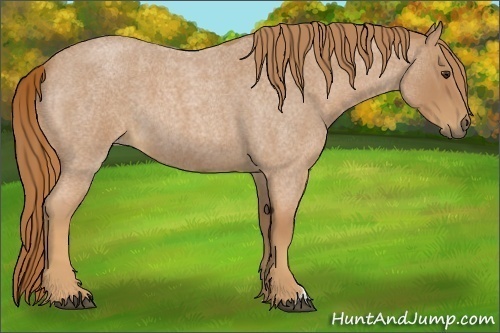 Horse Color:Red Roan