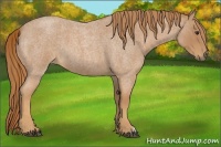 Horse Color:Red Roan