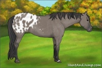 Horse Color:Grullo Appaloosa