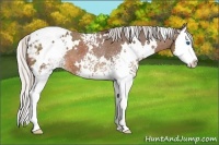 Horse Color:White Spotted Silver Brown Splash Appaloosa 