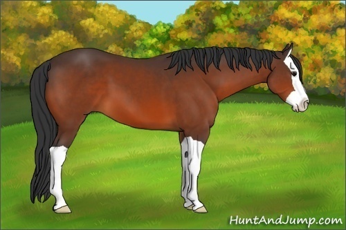 Horse Color:Bay Splash 