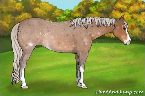 Horse Color:Silver Bay Sabino 