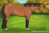 Horse Color:Bay 