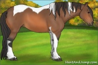 Horse Color:Buckskin Tobiano