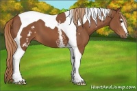 Horse Color:White Spotted Chestnut Tobiano 