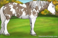 Horse Color:White Spotted Silver Grullo Splash