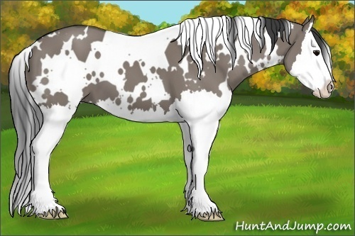 Horse Color:White Spotted Grullo Splash