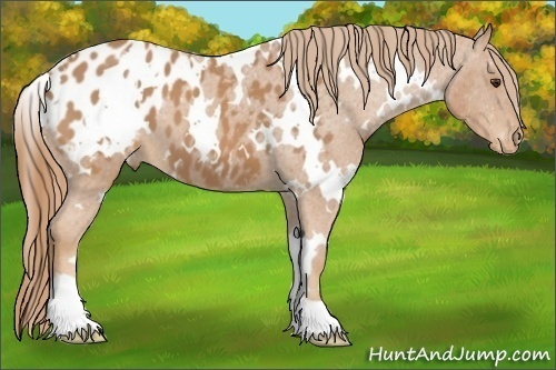 Horse Color:White Spotted Chestnut Appaloosa 