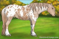 Horse Color:White Spotted Chestnut Appaloosa 