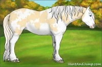 Horse Color:White Spotted Gold Cream Champagne Splash 