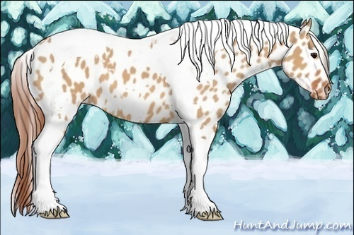 Horse Color:White Spotted Bay Dun Tobiano Appaloosa