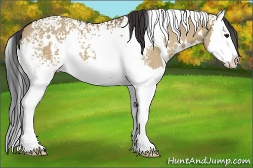 Horse Color:White Spotted Bay Dun Splash 