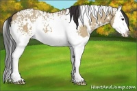 Horse Color:White Spotted Bay Dun Splash 