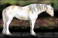 Horse Color:White Spotted Silver Bay Dun