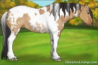 Horse Color:White Spotted Bay Dun Tobiano Rabicano