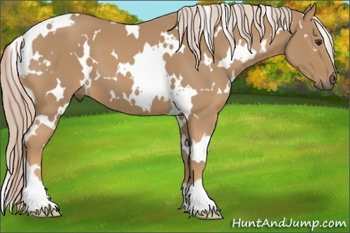 Horse Color:White Spotted Palomino