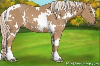 Horse Color:White Spotted Palomino