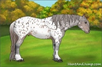 Horse Color:White Spotted Brown Appaloosa