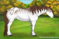 Horse Color:White Spotted Chestnut Sabino Appaloosa 