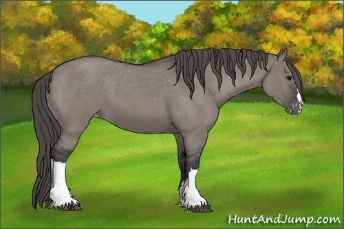 Horse Color:Grullo Roan Varnish