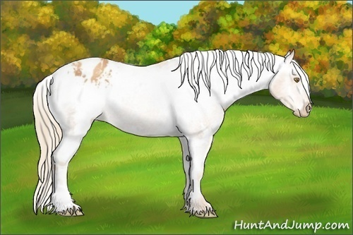 Horse Color:White Spotted Gold Champagne Varnish Rabicano 