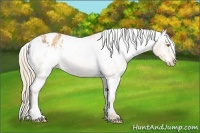 Horse Color:White Spotted Gold Champagne Varnish Rabicano 