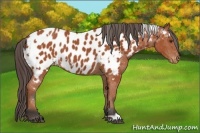 Horse Color:White Spotted Bay Appaloosa 