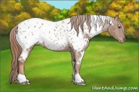 Horse Color:White Spotted Chestnut Appaloosa 