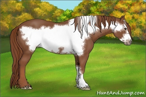 Horse Color:Chestnut Frame