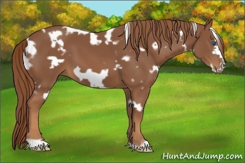 Horse Color:White Spotted Chestnut Frame