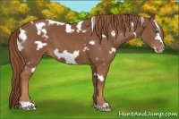 Horse Color:White Spotted Chestnut Frame 