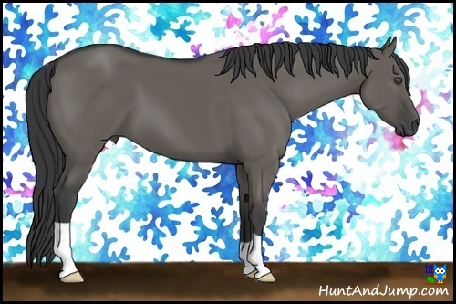 Horse Color:Grullo