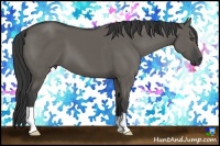 Horse Color:Grullo