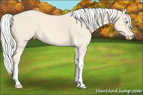 Horse Color:Cremello Tobiano 