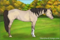 Horse Color:Amber Champagne Dun and Amber Champagne Dun